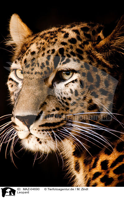 Leopard / MAZ-04690