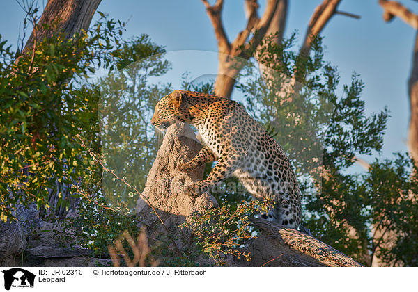 Leopard / Leopard / JR-02310