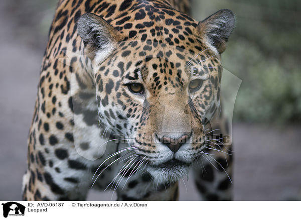 Leopard / Leopard / AVD-05187
