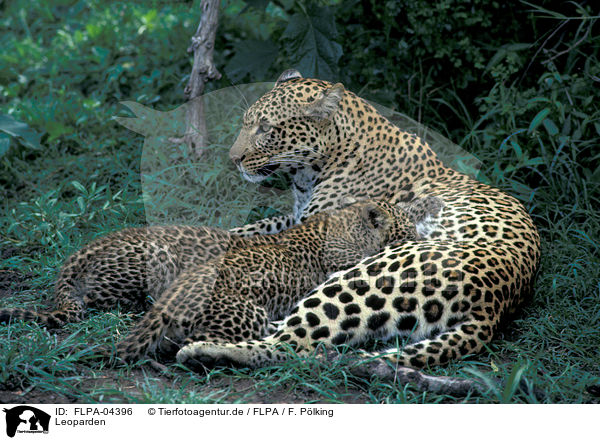 Leoparden / Leopards / FLPA-04396