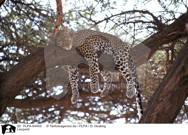 Leopard / Leopard / FLPA-04405