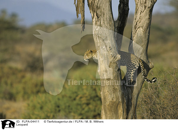 Leopard / Leopard / FLPA-04411