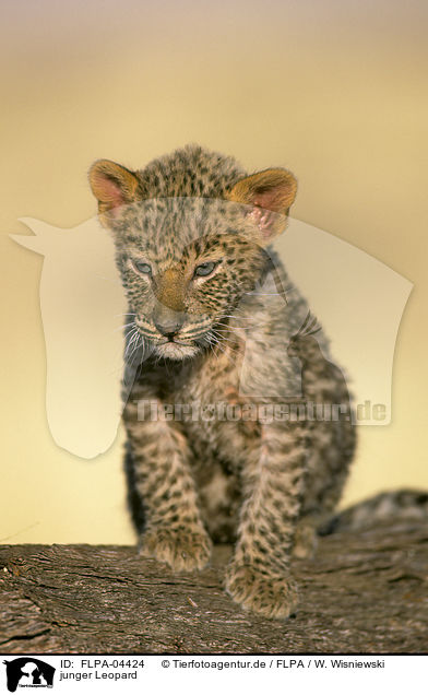 junger Leopard / young Leopard / FLPA-04424