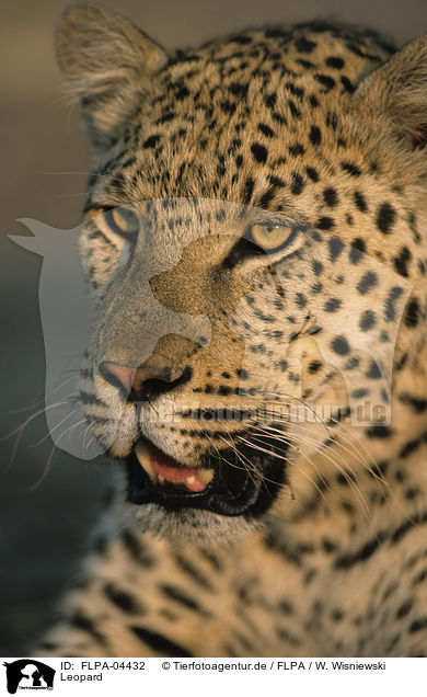 Leopard / Leopard / FLPA-04432