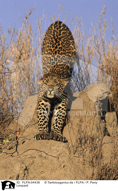 Leopard / Leopard / FLPA-04436