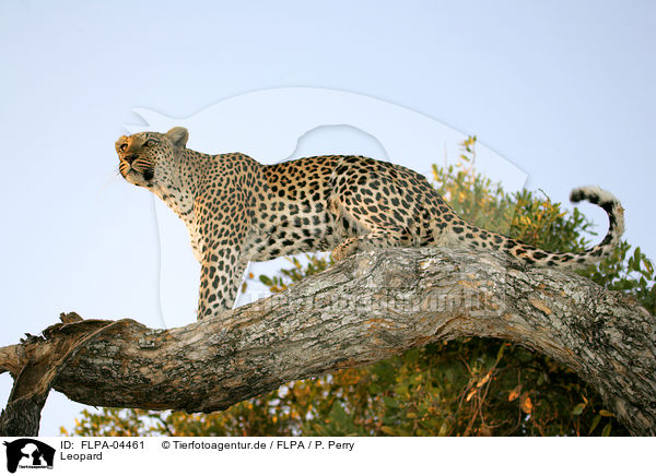 Leopard / Leopard / FLPA-04461