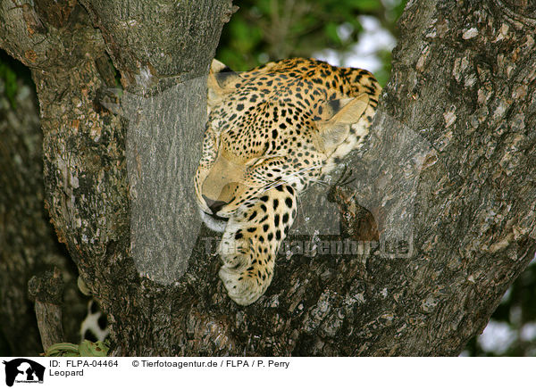 Leopard / FLPA-04464