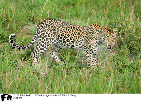 Leopard / Leopard / FLPA-04465