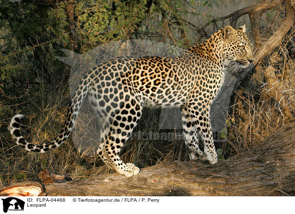 Leopard / Leopard / FLPA-04468