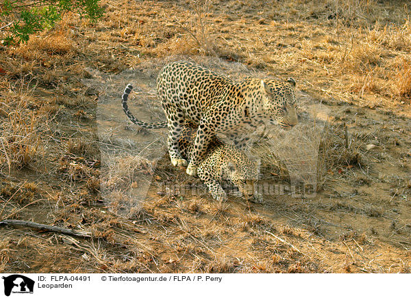 Leoparden / Leopards / FLPA-04491