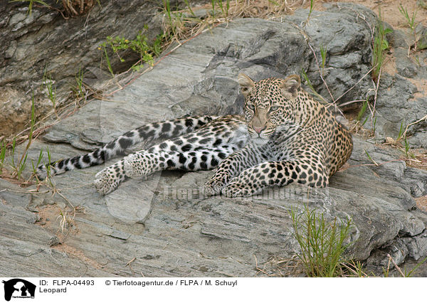 Leopard / Leopard / FLPA-04493