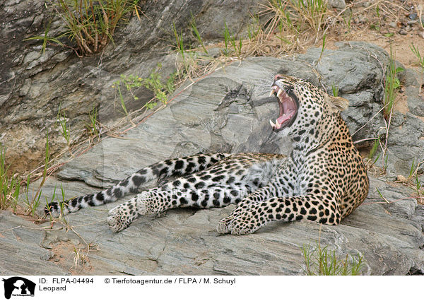 Leopard / Leopard / FLPA-04494