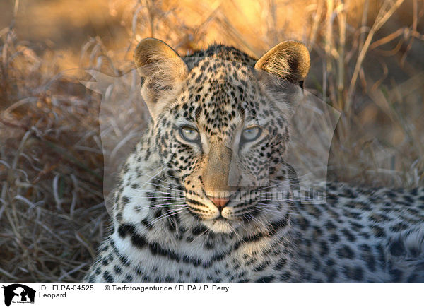 Leopard / Leopard / FLPA-04525