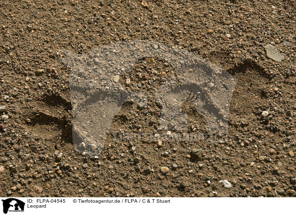 Leopard / Leopard / FLPA-04545