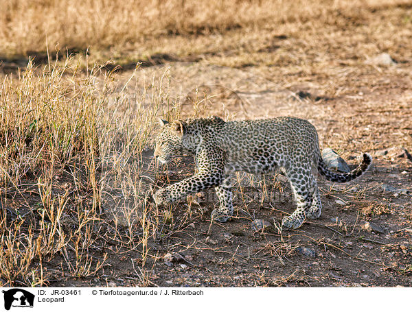 Leopard / JR-03461