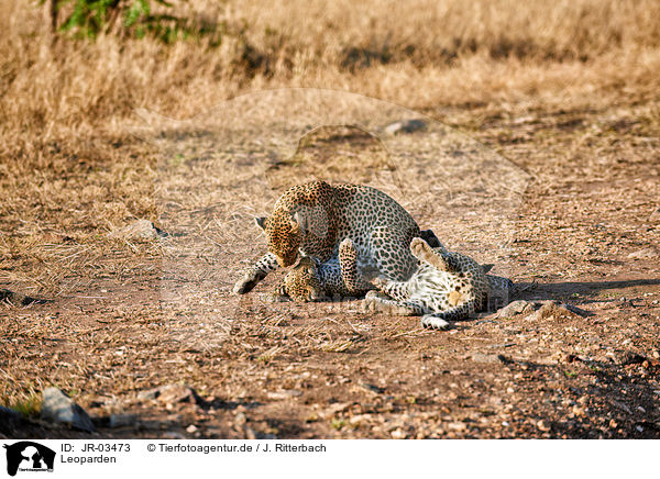 Leoparden / Leopards / JR-03473