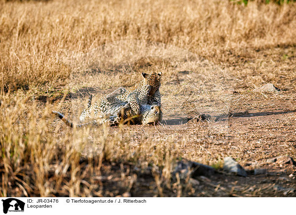 Leoparden / Leopards / JR-03476