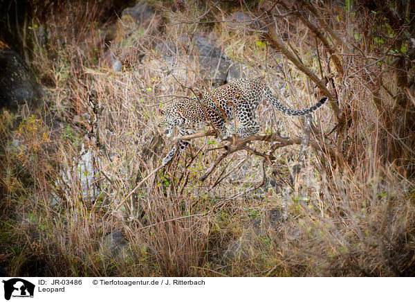 Leopard / Leopard / JR-03486