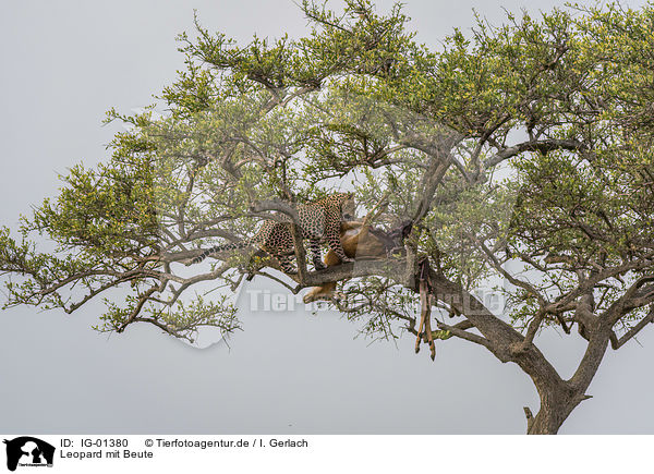 Leopard mit Beute / Leopard with prey / IG-01380