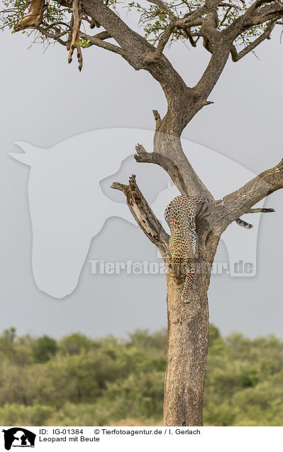 Leopard mit Beute / Leopard with prey / IG-01384