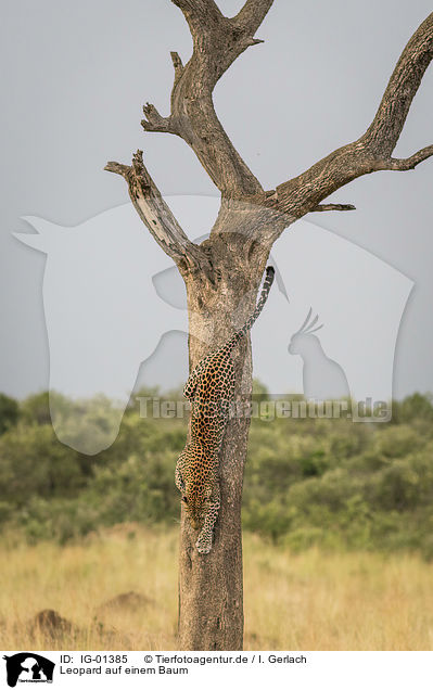 Leopard auf einem Baum / Leopard on a tree / IG-01385
