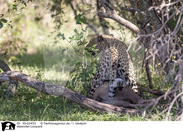 sitzender Leopard / sitting Leopard / IG-02453