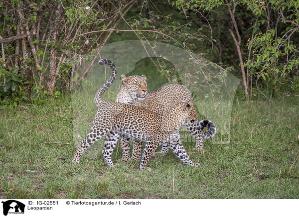 Leoparden / Leopards / IG-02551