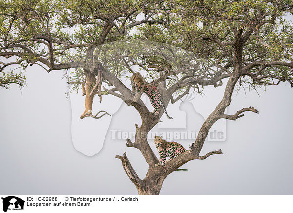 Leoparden auf einem Baum / IG-02968