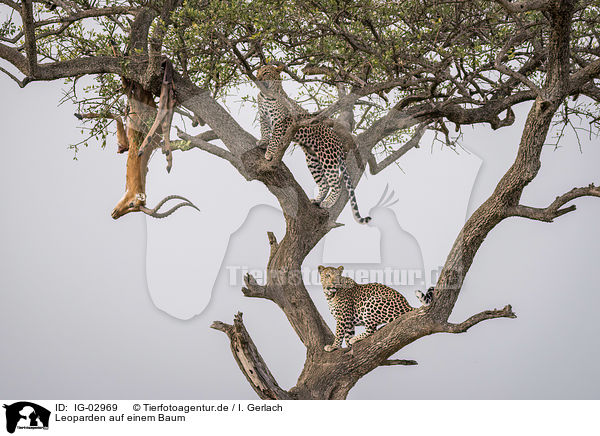 Leoparden auf einem Baum / IG-02969