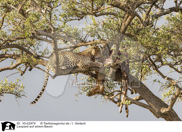 Leopard auf einem Baum / IG-02974