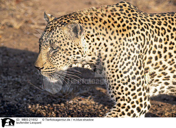 laufender Leopard / walking Leopard / MBS-21652