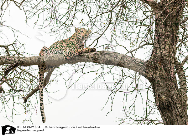 liegender Leopard / MBS-21664