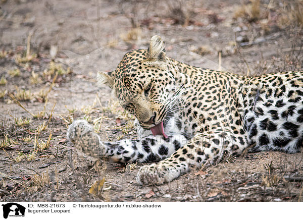 liegender Leopard / MBS-21673