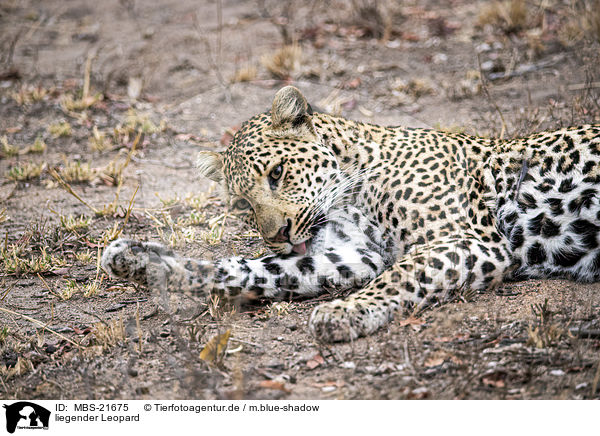 liegender Leopard / lying Leopard / MBS-21675