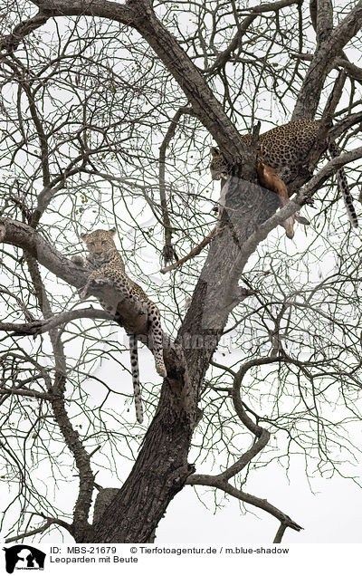 Leoparden mit Beute / Leopards with prey / MBS-21679