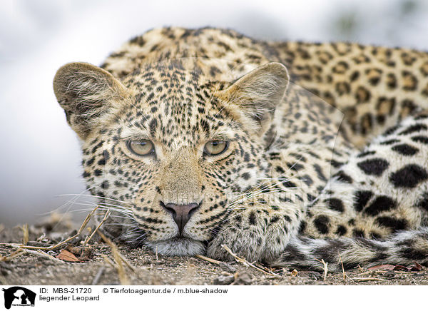 liegender Leopard / lying Leopard / MBS-21720