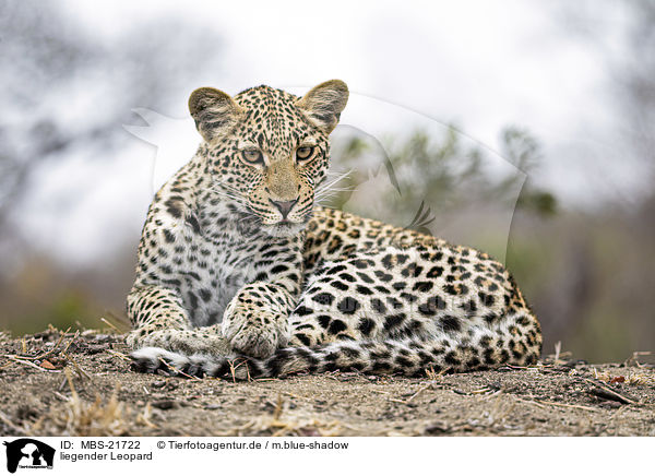 liegender Leopard / lying Leopard / MBS-21722