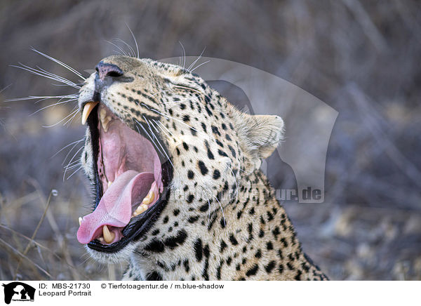 Leopard Portrait / Leopard portrait / MBS-21730