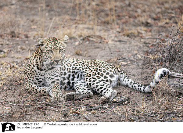 liegender Leopard / MBS-21746
