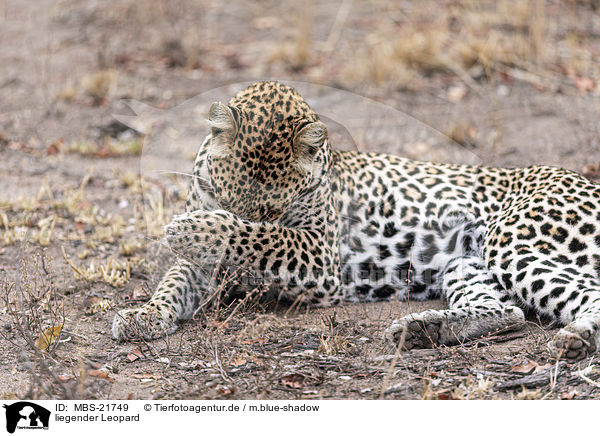 liegender Leopard / lying Leopard / MBS-21749