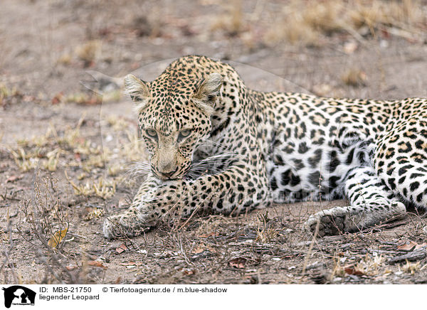 liegender Leopard / lying Leopard / MBS-21750