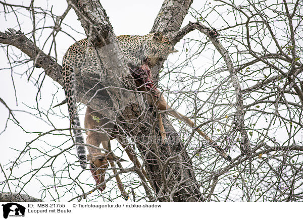 Leopard mit Beute / Leopard with prey / MBS-21755