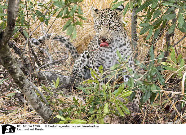 Leopard mit Beute / Leopard with prey / MBS-21796