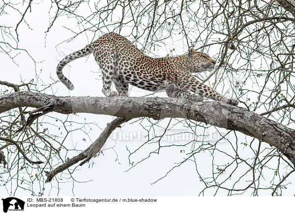 Leopard auf einem Baum / MBS-21808