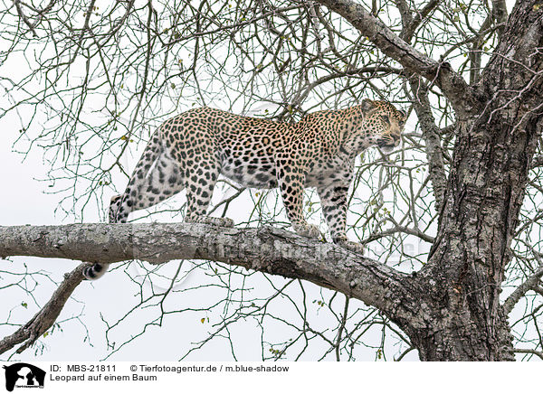 Leopard auf einem Baum / MBS-21811
