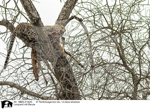 Leopard mit Beute / Leopard with prey / MBS-21820