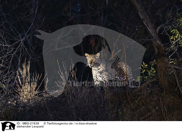 stehender Leopard / standing Leopard / MBS-21838