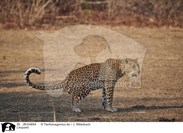 Leopard / Leopard / JR-04894