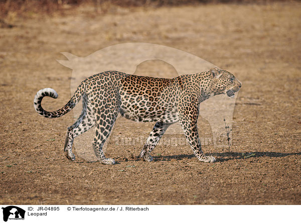 Leopard / JR-04895