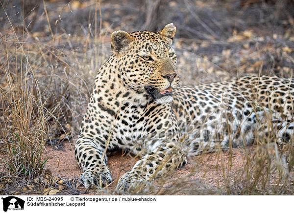 Sdafrikanischer Leopard / MBS-24095